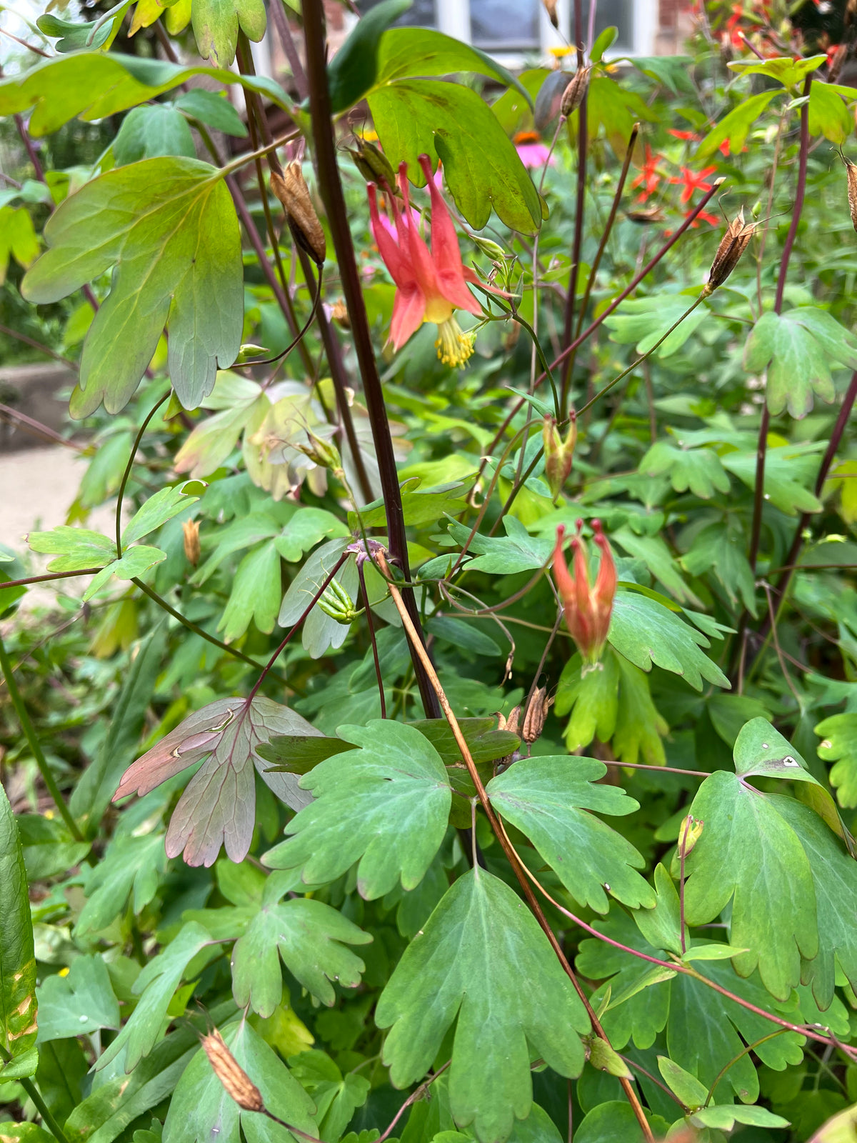 Aquilegia canadensis-Columbine - Red Stem Native Landscapes