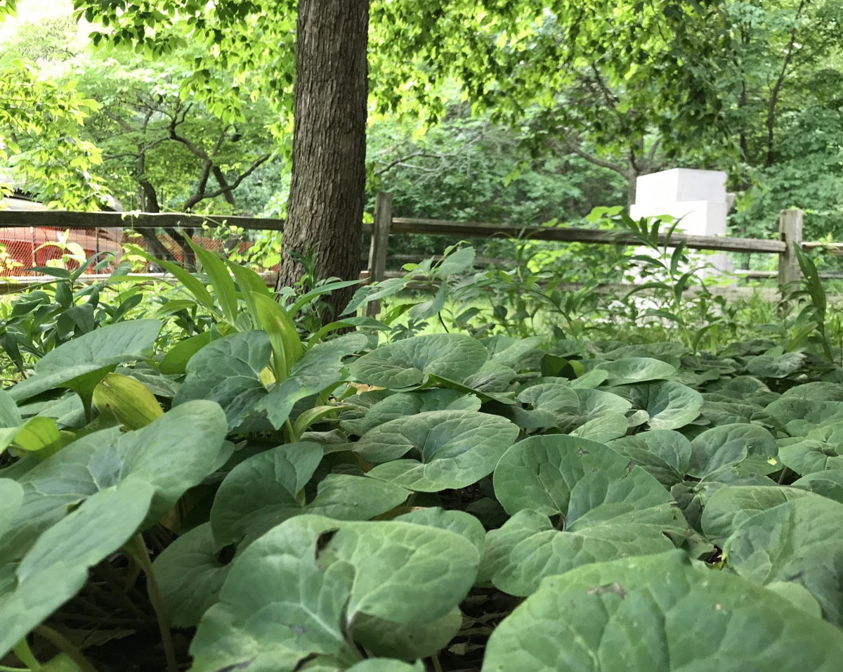 wild ginger plant