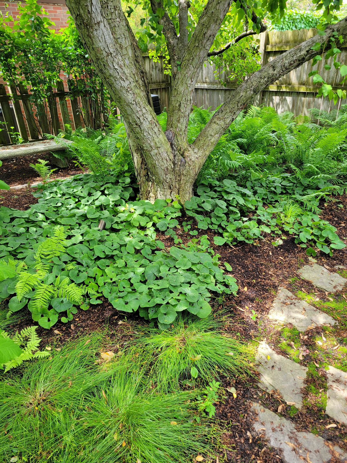 Asarum canadense-Wild Ginger