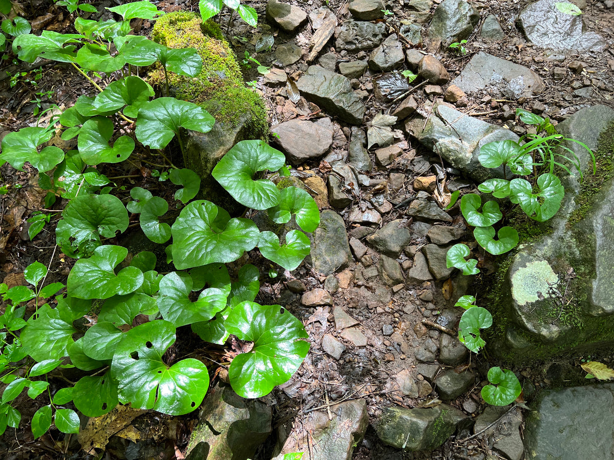Asarum canadense-Wild Ginger