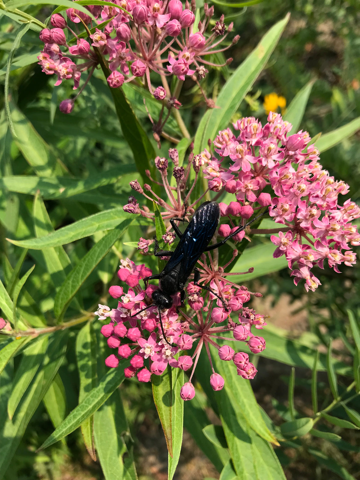 Asclepias Incarnata-Rose Milkweed