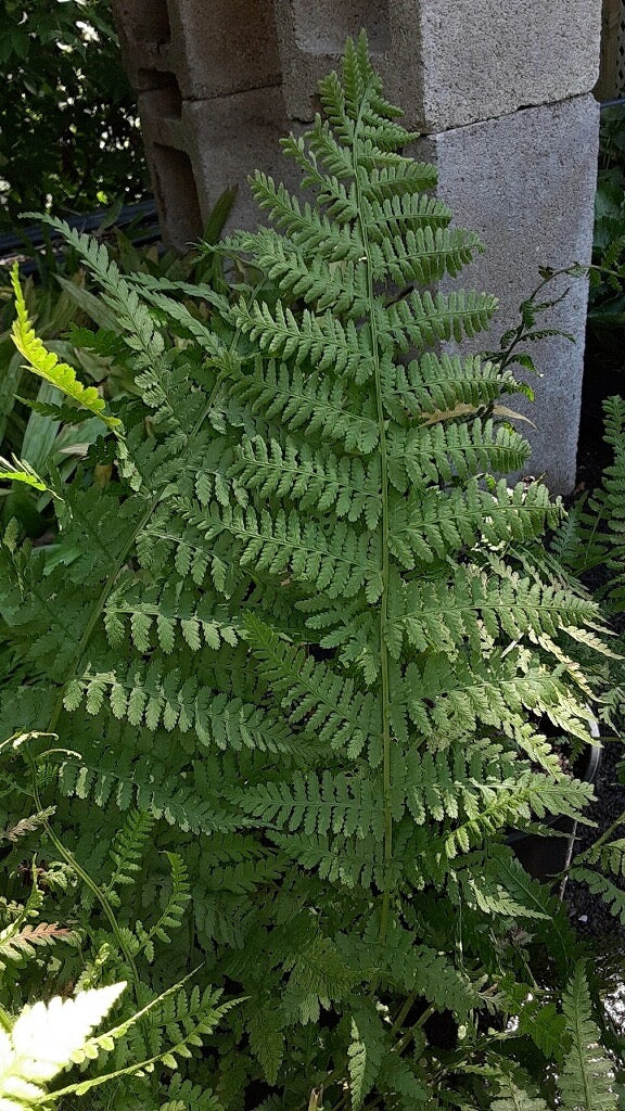 Athyrium filix-femina-Lady Fern