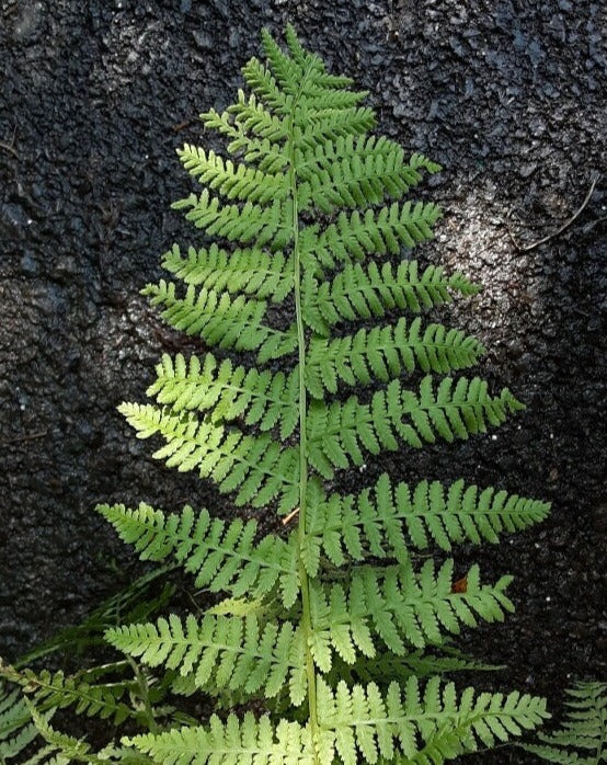 Athyrium filix-femina-Lady Fern - Red Stem Native Landscapes