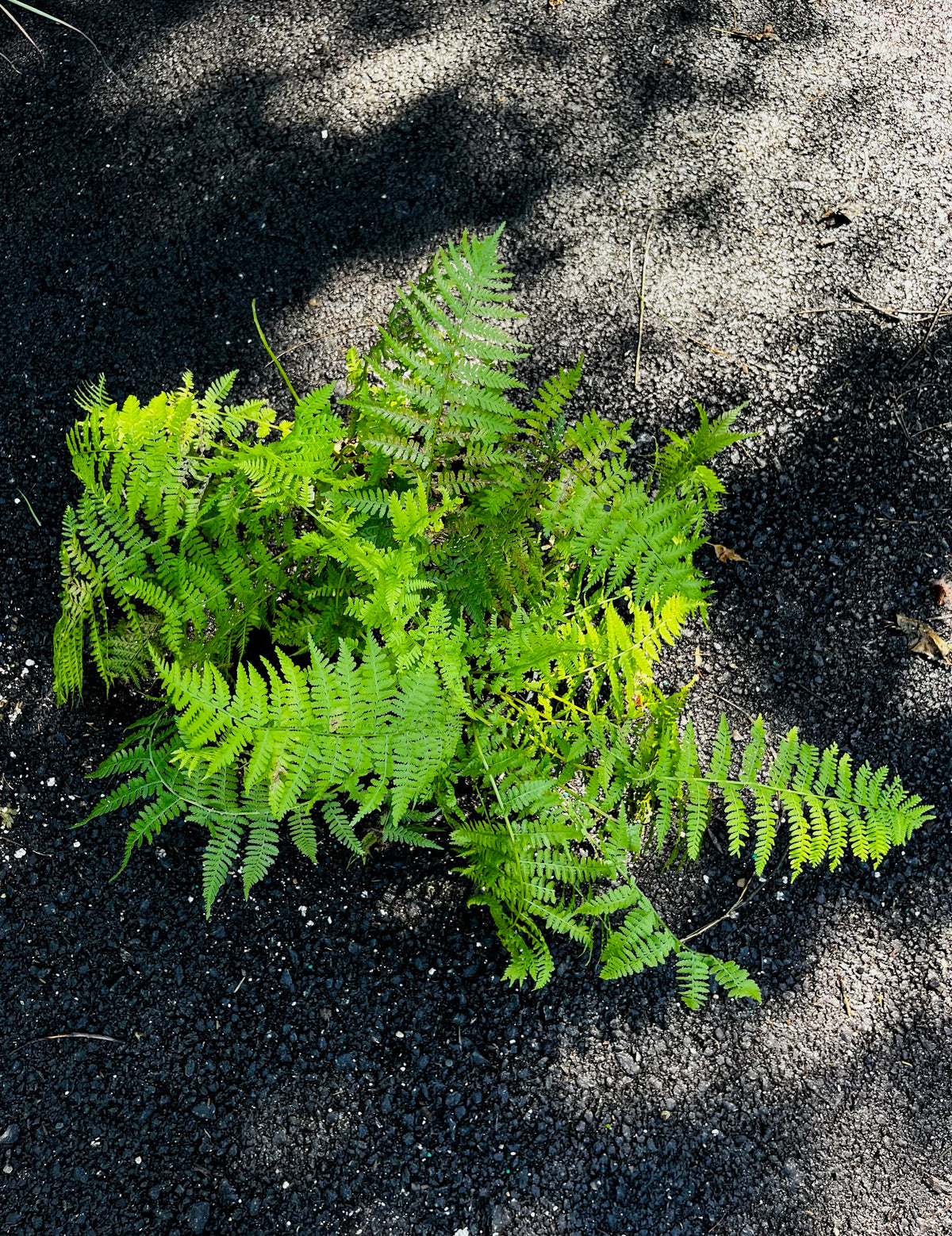 Athyrium filix-femina-Lady Fern