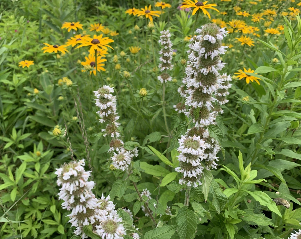 Blephilia hirsuta- Hairy Wood Mint - Red Stem Native Landscapes