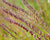 Bouteloua curtipendula- Side-oats Grama - Red Stem Native Landscapes