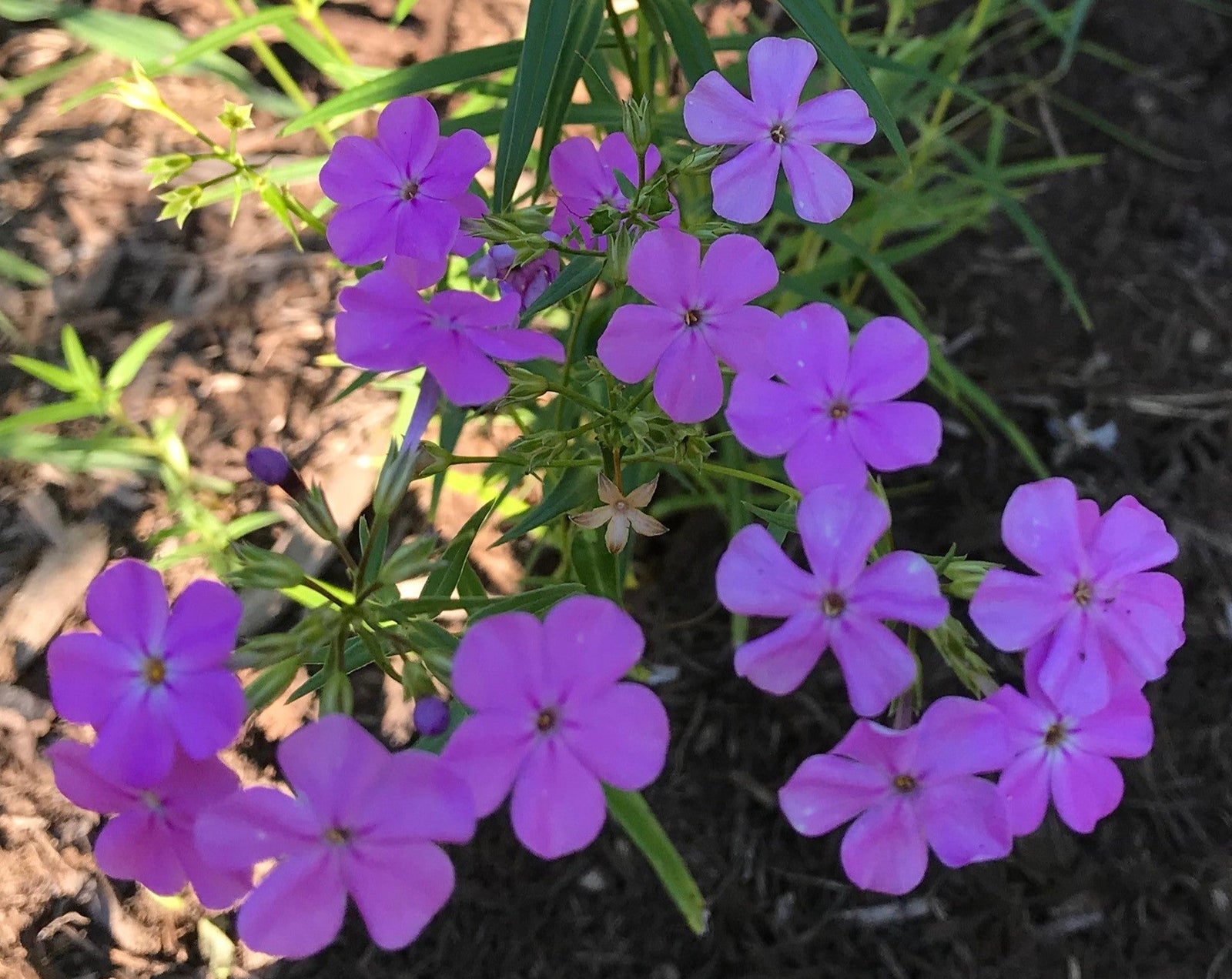 Phlox glaberrima interior- Marsh Phlox - Red Stem Native Landscapes