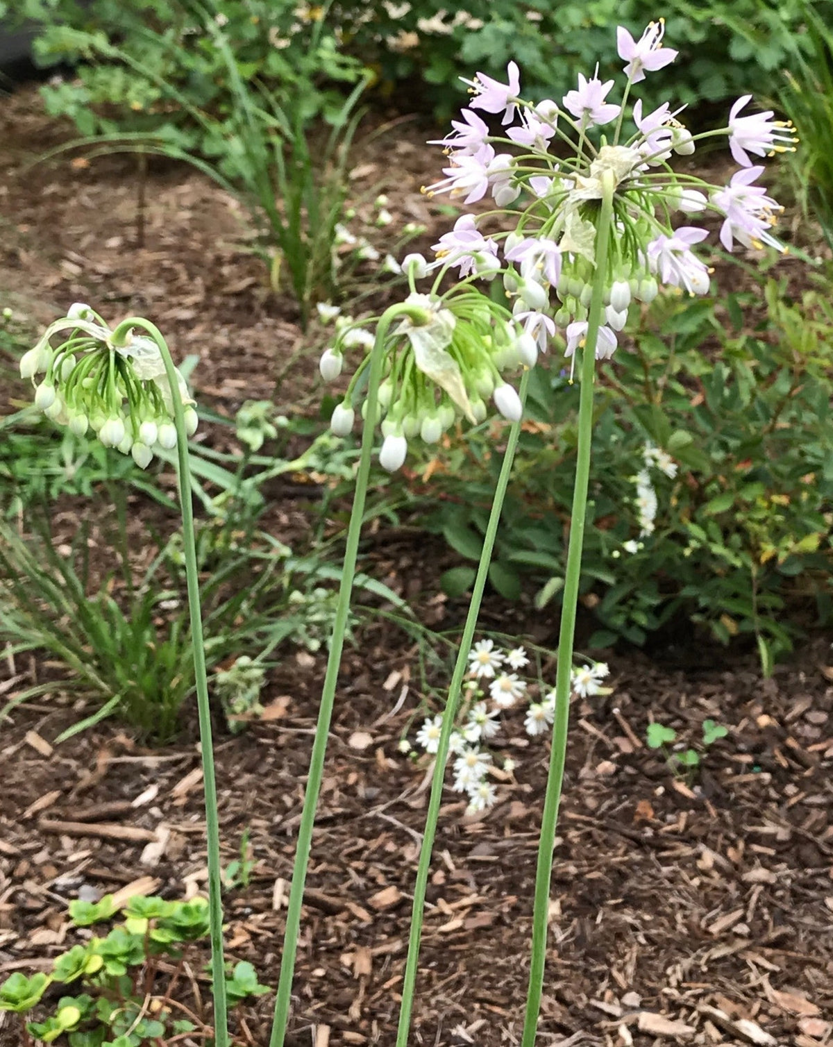 Allium cernuum- Nodding Onion - Red Stem Native Landscapes