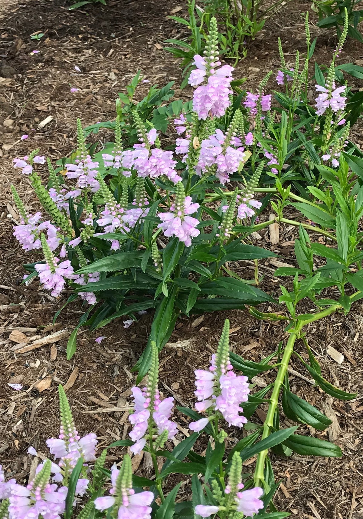 Physostegia virginiana- Obedient Plant - Red Stem Native Landscapes