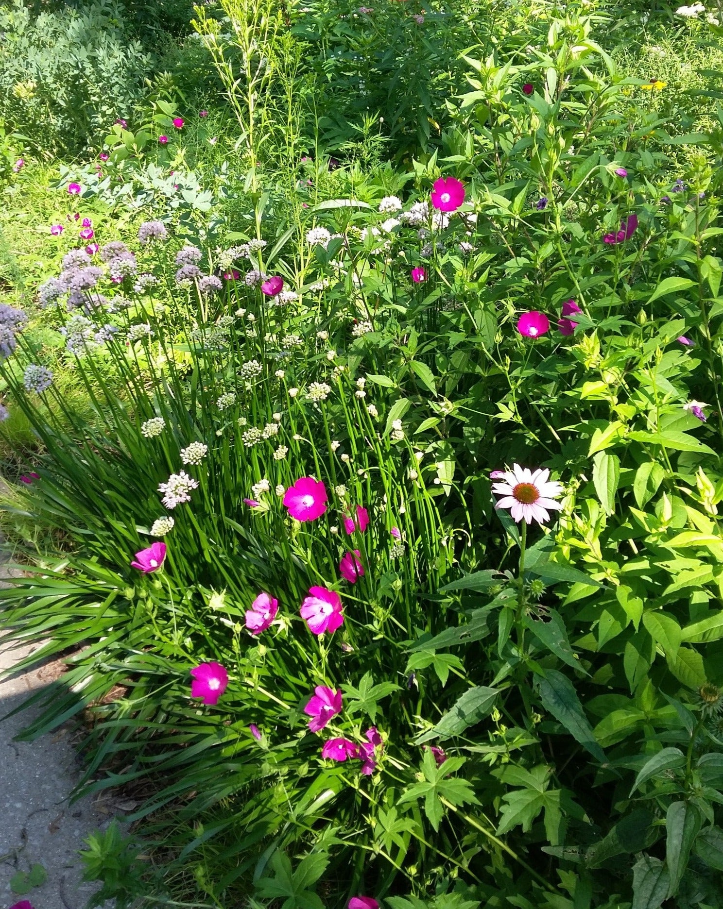 Callirhoe bushii- Bush's Poppy Mallow - Red Stem Native Landscapes