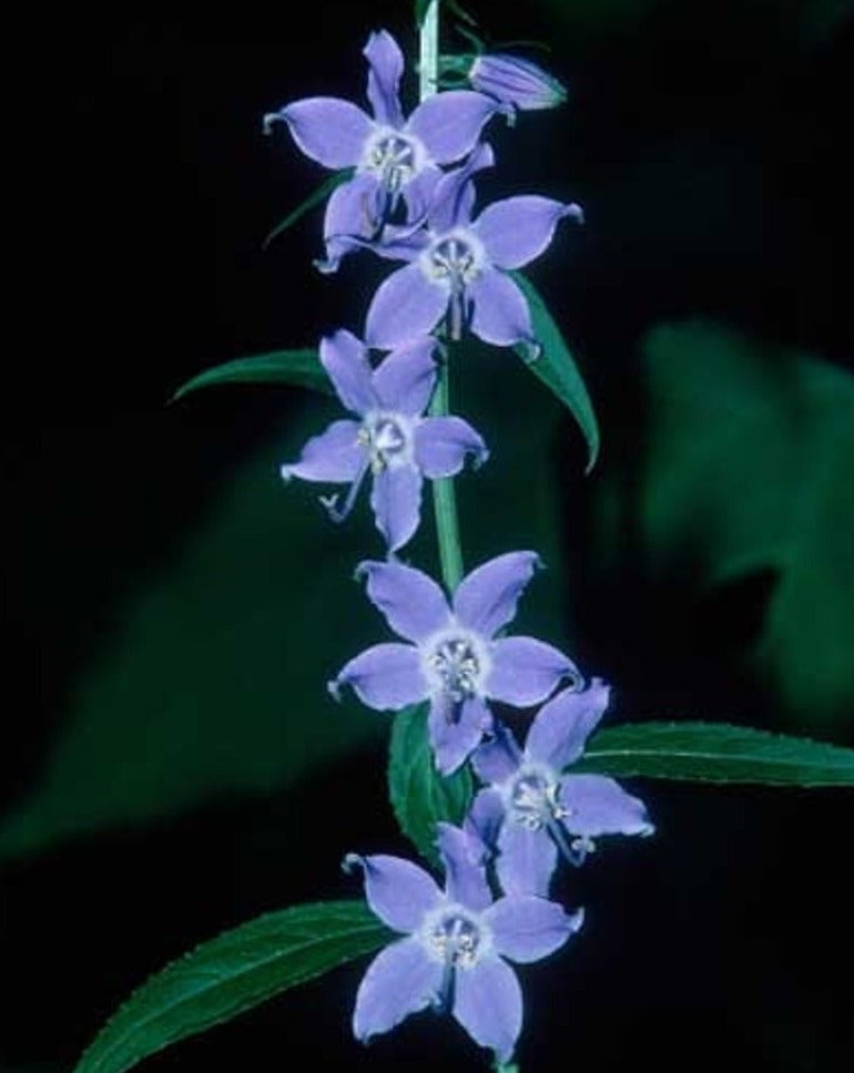 Campanula americana- Tall Bellflower - Red Stem Native Landscapes