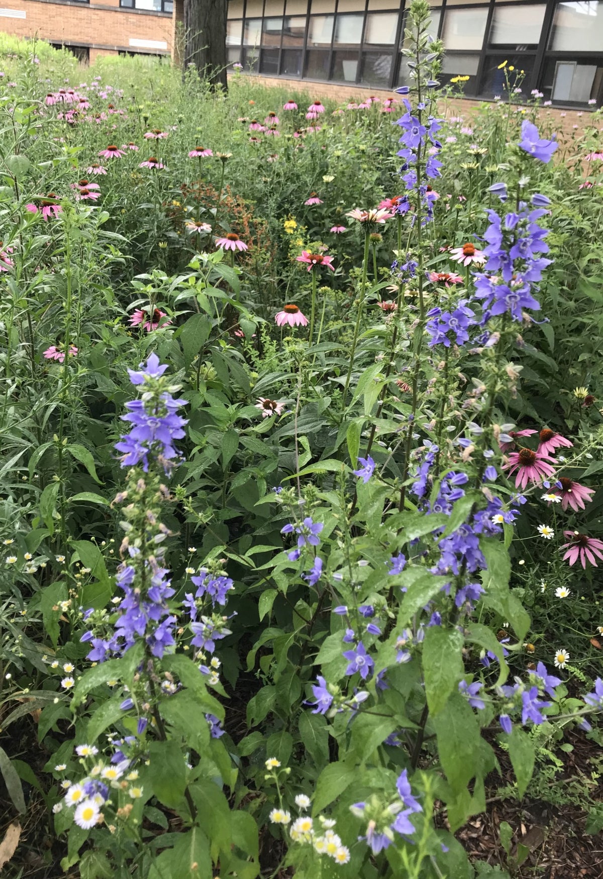 Campanula americana- Tall Bellflower - Red Stem Native Landscapes