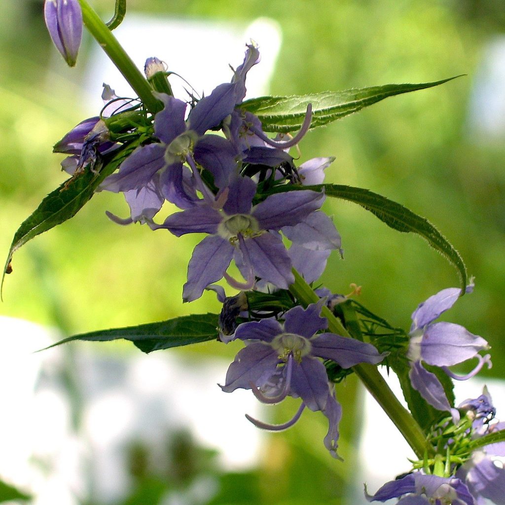 Campanula americana- Tall Bellflower - Red Stem Native Landscapes