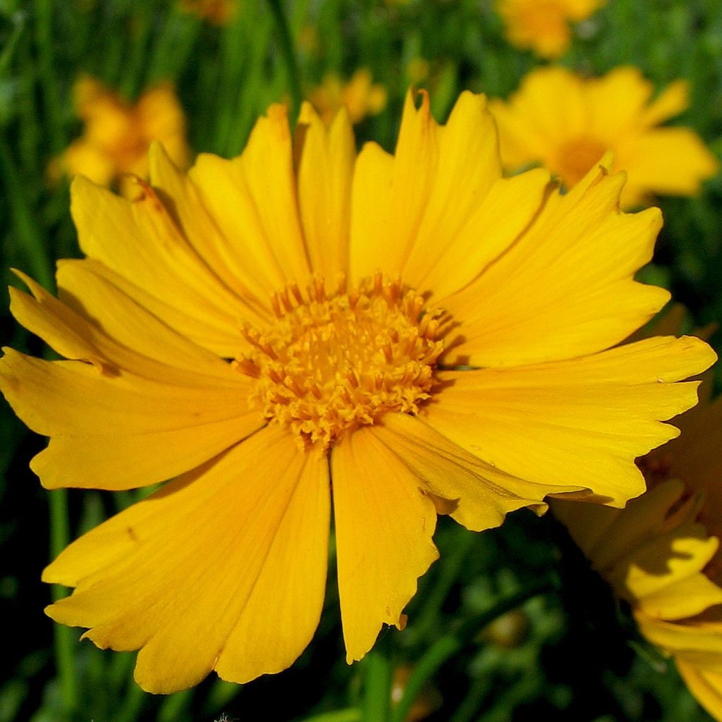 Coreopsis lanceolata- Sand Coreopsis - Red Stem Native Landscapes