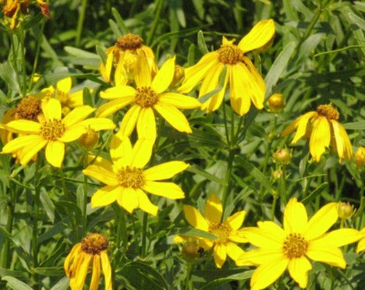 Coreopsis palmata-Prairie Coreopsis - Red Stem Native Landscapes