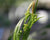 Carex blanda-Common Wood Sedge - Red Stem Native Landscapes