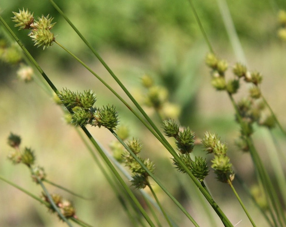 Carex brevior-Plains Oval Sedge