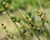 Carex brevior-Plains Oval Sedge - Red Stem Native Landscapes