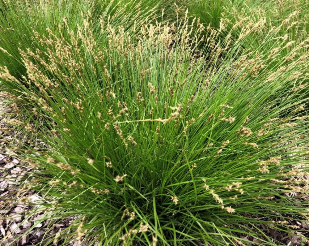 Carex bromoides- Brome-like sedge  - Red Stem Native Landscapes