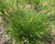 Carex bromoides- Brome-like sedge  - Red Stem Native Landscapes