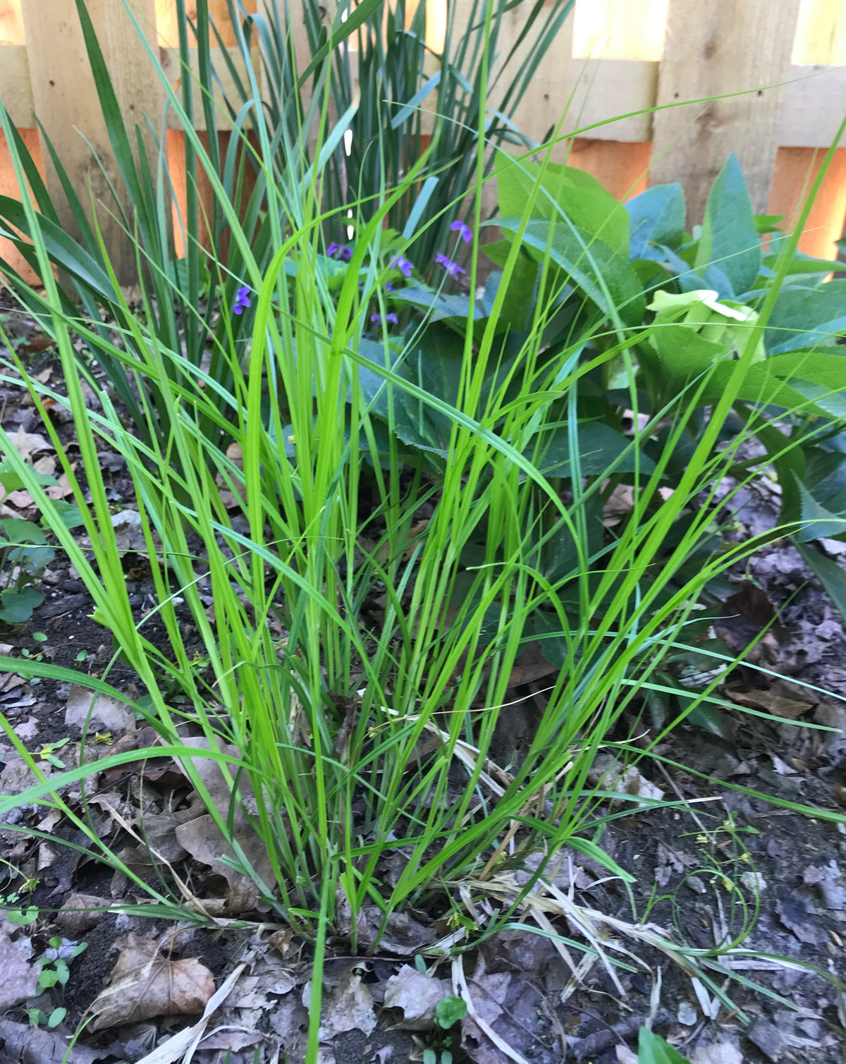 Carex cristatella- Crested Oval Sedge - Red Stem Native Landscapes