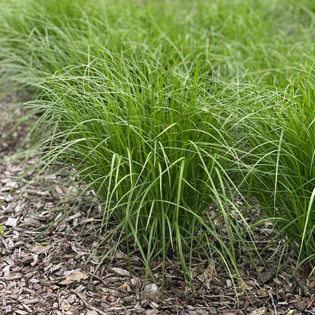 Carex cristatella- Crested Oval Sedge - Red Stem Native Landscapes
