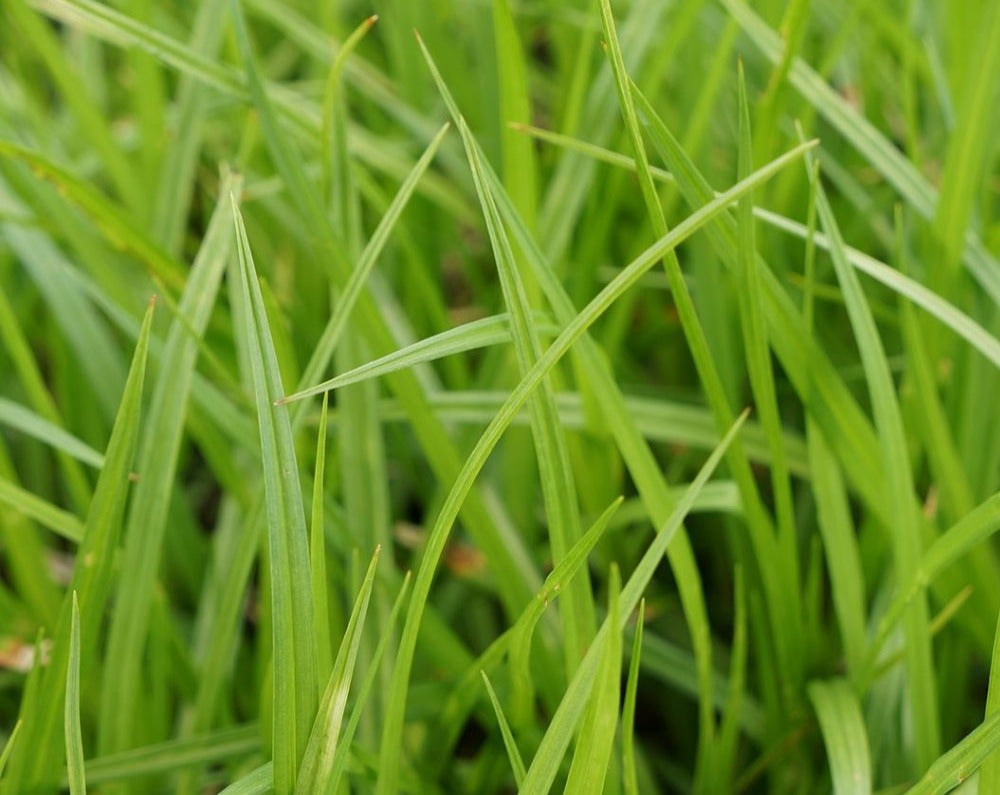 Carex frankii-Bristly Cattail Sedge - Red Stem Native Landscapes