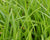 Carex frankii-Bristly Cattail Sedge - Red Stem Native Landscapes