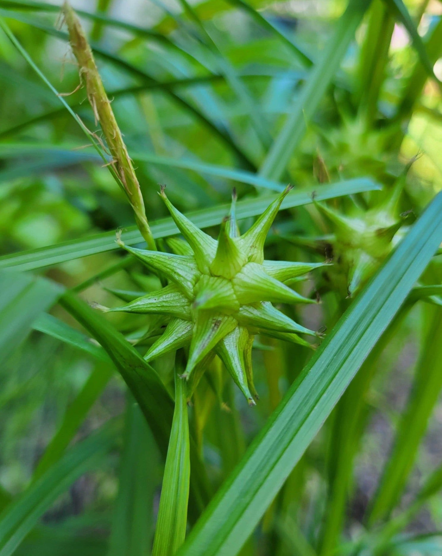 Carex grayi-Common Bur Sedge - Red Stem Native Landscapes