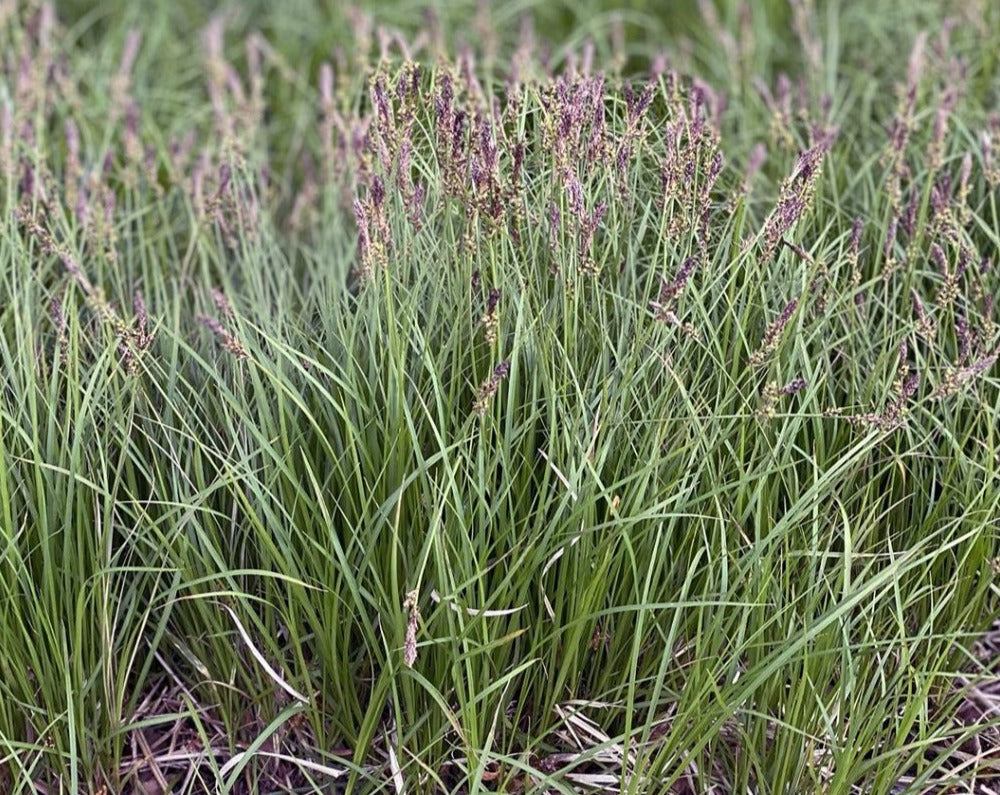 Carex pensylvanica- Common Oak Sedge - Red Stem Native Landscapes