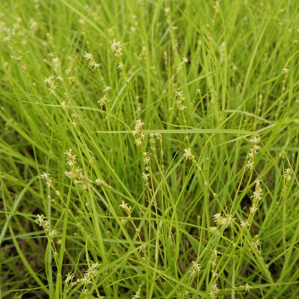 Carex radiata-Star Sedge