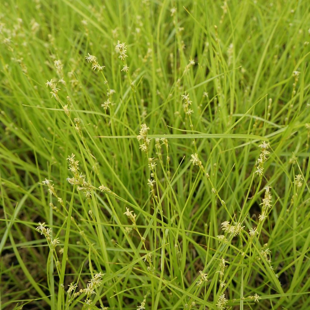 Carex radiata-Star Sedge - Red Stem Native Landscapes