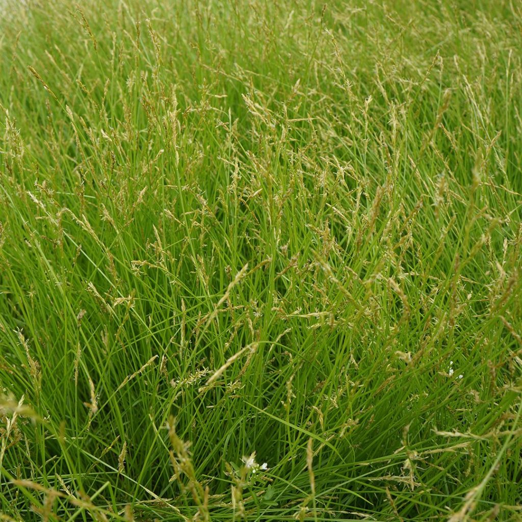 Carex radiata-Star Sedge - Red Stem Native Landscapes