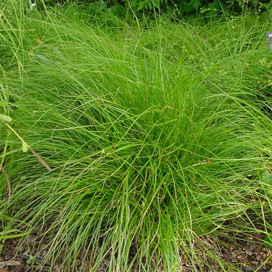 Carex radiata-Star Sedge - Red Stem Native Landscapes