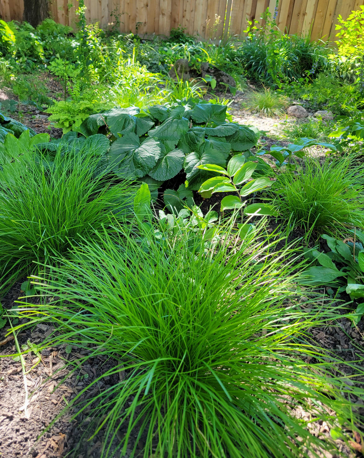 Carex radiata-Star Sedge - Red Stem Native Landscapes