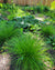 Carex radiata-Star Sedge - Red Stem Native Landscapes