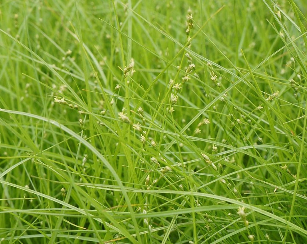 Carex rosea- Curly-styled Wood Sedge - Red Stem Native Landscapes