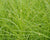 Carex rosea- Curly-styled Wood Sedge - Red Stem Native Landscapes