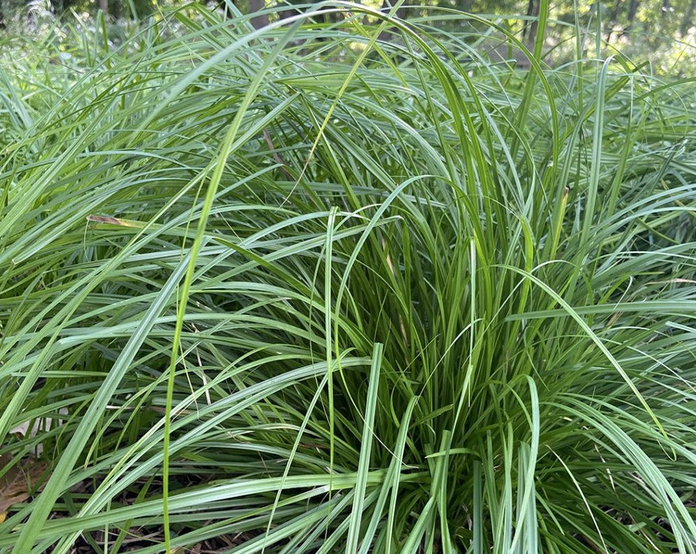 Carex sprengelii-Long-beaked Sedge - Red Stem Native Landscapes