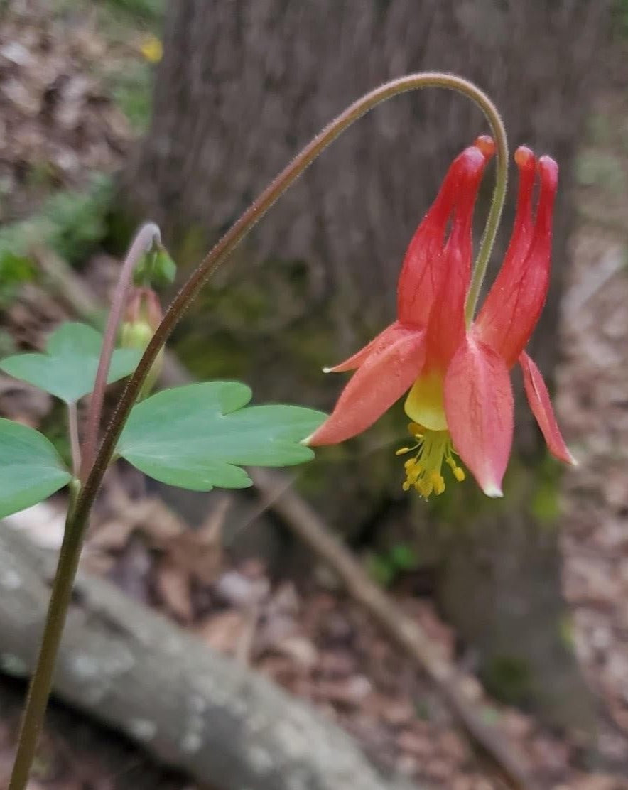 Aquilegia canadensis-Columbine - Red Stem Native Landscapes