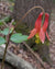 Aquilegia canadensis-Columbine - Red Stem Native Landscapes