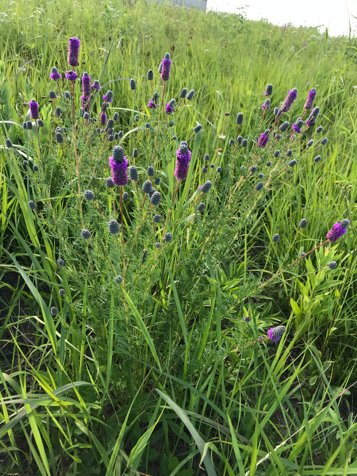 Dalea purpurea-Purple Prairie Clover