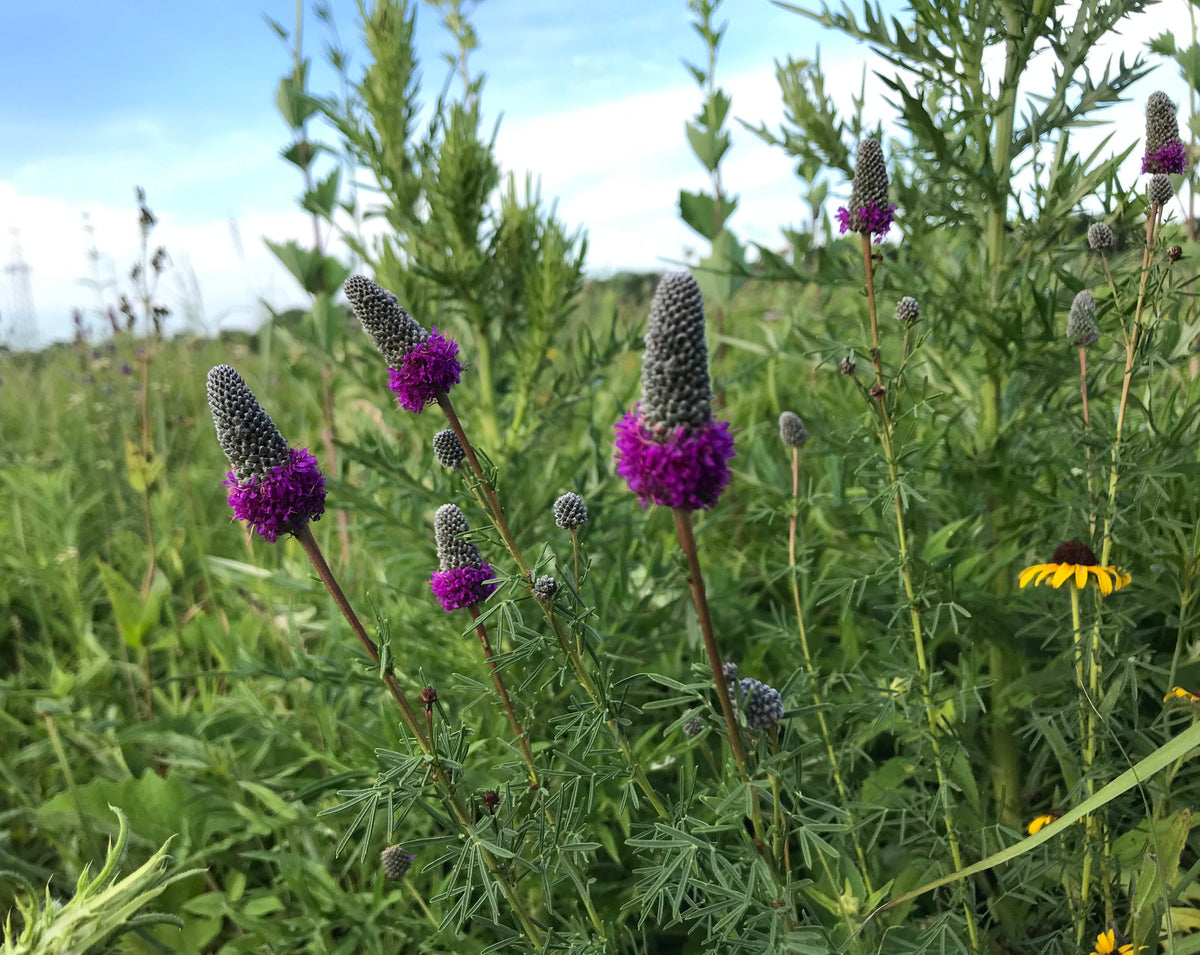Dalea purpurea-Purple Prairie Clover