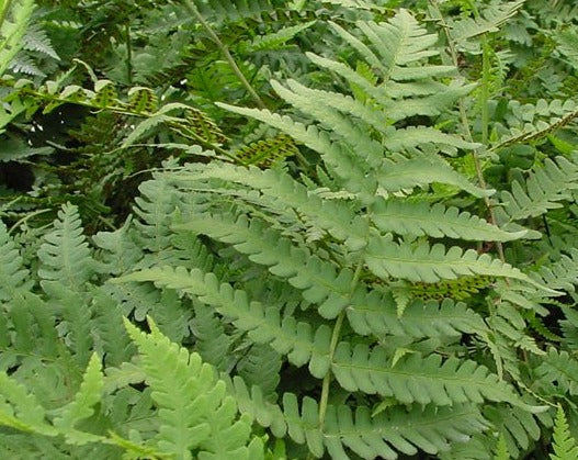 Dryopteris marginalis-Marginal Wood Fern - Red Stem Native Landscapes