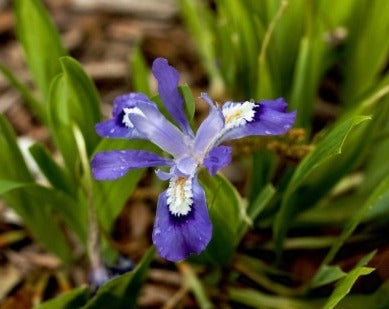 Iris cristata-Dwarf Crested Iris