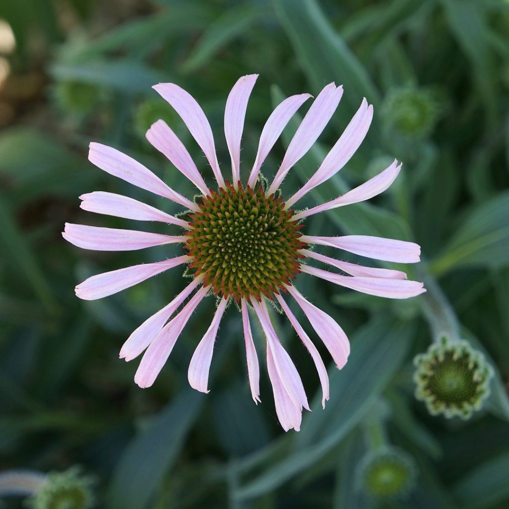 Echinacea pallida-Pale Purple Coneflower - Red Stem Native Landscapes