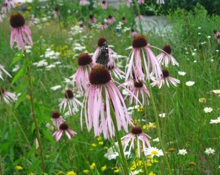 Echinacea pallida-Pale Purple Coneflower - Red Stem Native Landscapes