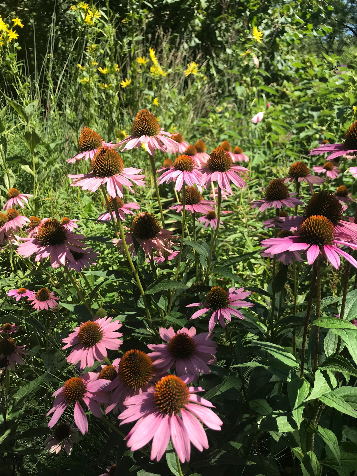 Echinacea purpurea-Purple Coneflower - Red Stem Native Landscapes