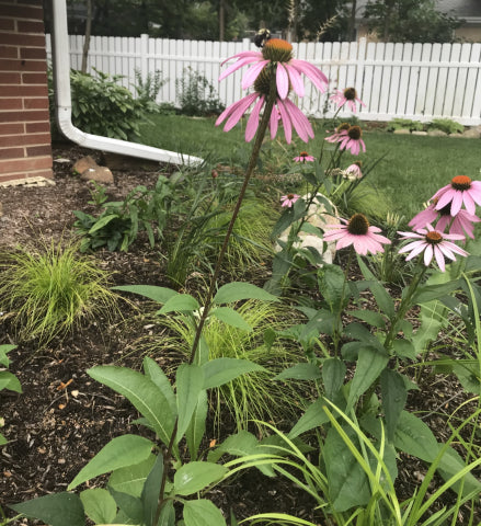 Echinacea purpurea-Purple Coneflower - Red Stem Native Landscapes
