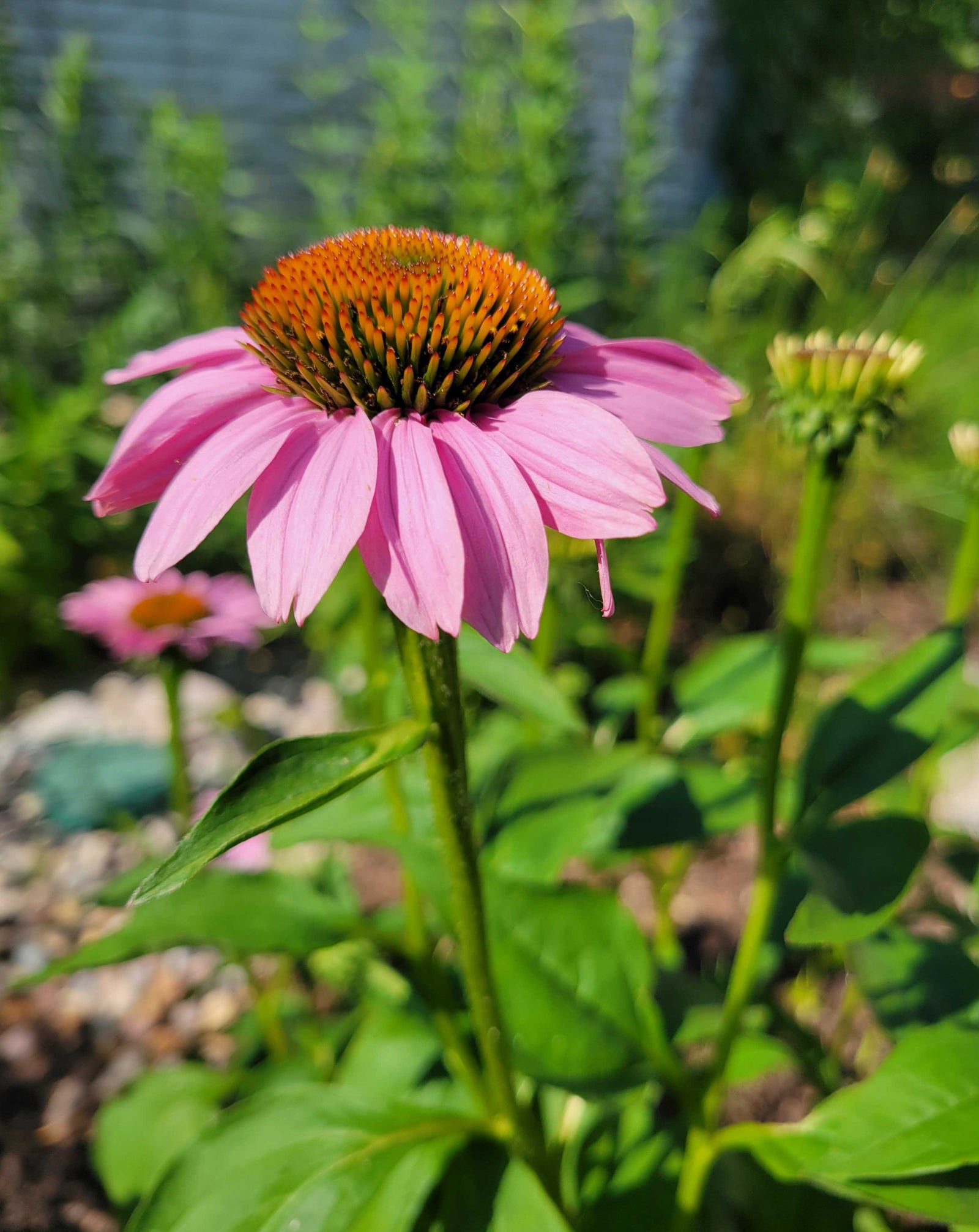 Echinacea purpurea-Purple Coneflower - Red Stem Native Landscapes